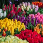 Ontdek de Pracht van Tulpen: Alles wat je moet weten over deze Bloembollen
