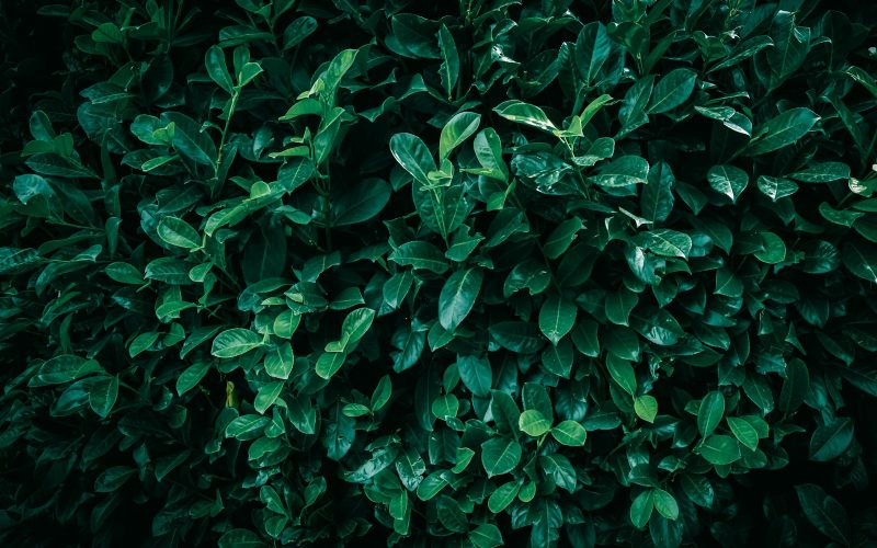 a close up of a bush with green leaves