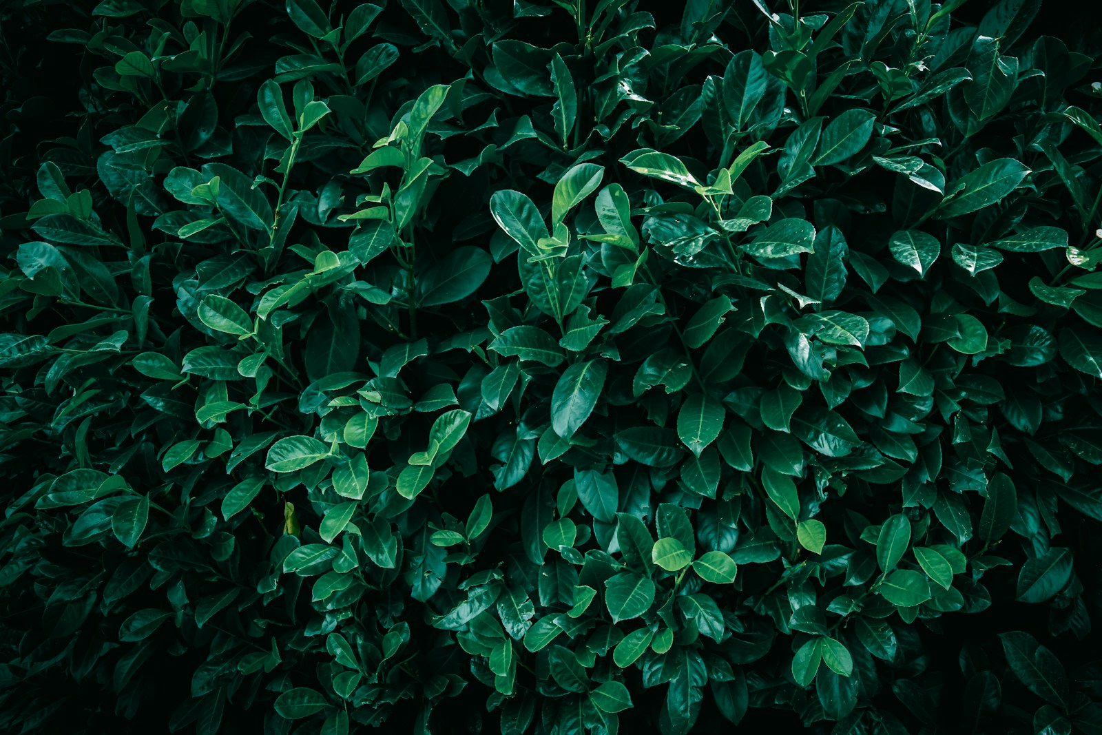 a close up of a bush with green leaves