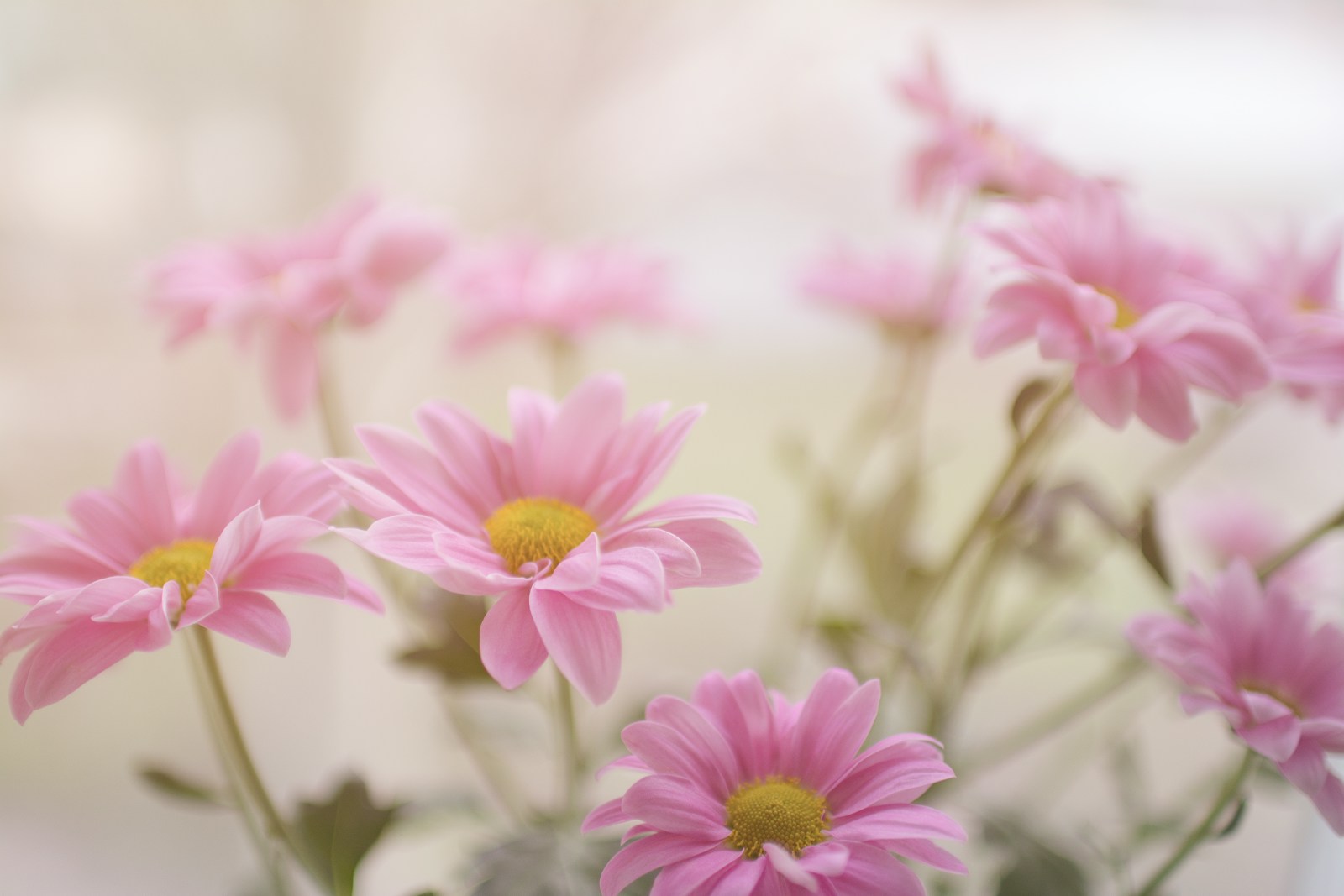 pink daisy flower plant