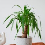 Yucca Plant Buiten: Creëer een Budgetvriendelijke Oase met Betaalbare Kunstbloemen
