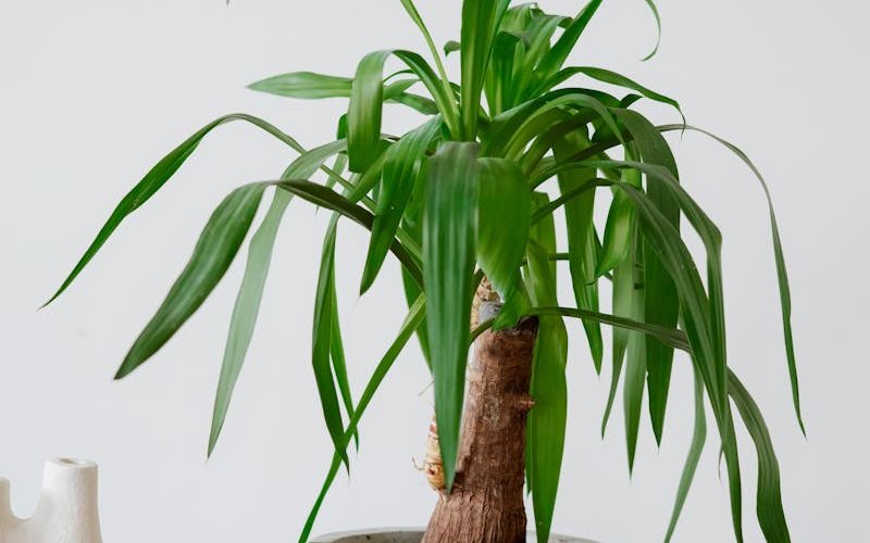 Stylish indoor plant in concrete pot on orange textured cloth against white background.