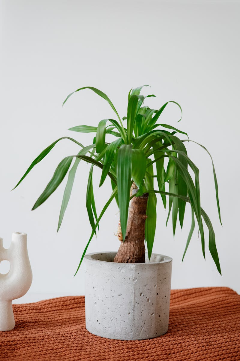 Stylish indoor plant in concrete pot on orange textured cloth against white background.